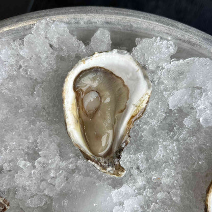 East Beach Blonde Oysters