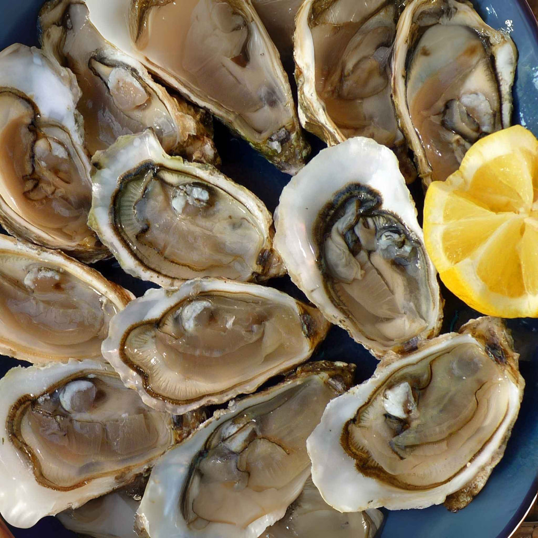 Fresh Northeast Oysters Year Round | Ocean State Shellfish Cooperative ...
