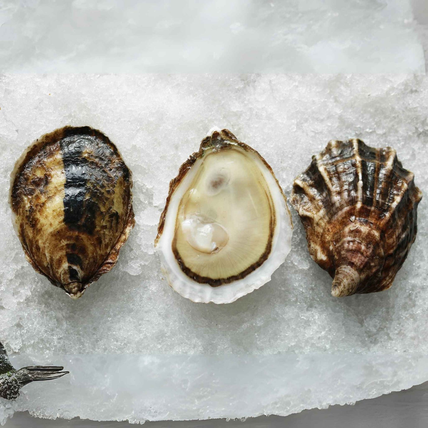 West Passage Oysters